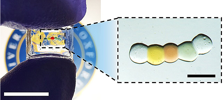 Contactlenses