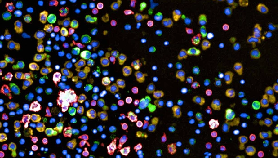 Cell Sorter